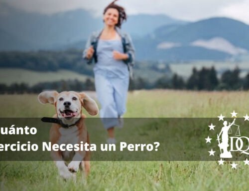 ¿Cuánto Ejercicio Necesita un Perro? Ideas de Ejercicio